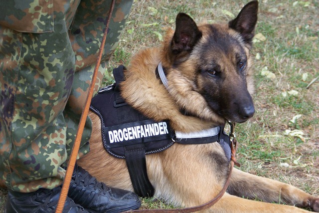 drogenfahnderschaferhund12.jpg